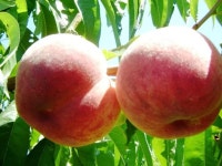 【果実の里　原田農園】予約・アクセス・割引クーポン - じゃらんnet