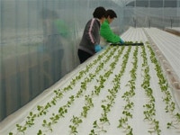 【ファーム海女乃島】アクセス・営業時間・料金情報 - じゃらんnet