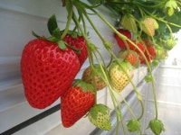 【春香園】予約・アクセス・割引クーポン - じゃらんnet