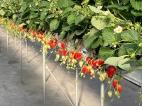 常滑駅周辺のいちご狩りランキングTOP10 - じゃらんnet