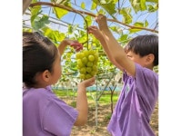 太田(群馬県)駅周辺のぶどう狩りランキングTOP1 - じゃらんnet