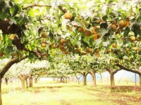 【小川梨園】予約・アクセス・割引クーポン - じゃらんnet