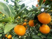 【太良町のみかん（佐賀県藤津郡）】アクセス・営業時間・料金情報 - じゃらんnet