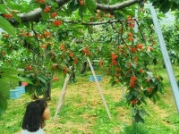 【さくらんぼ山観光農園】アクセス・営業時間・料金情報 - じゃらんnet