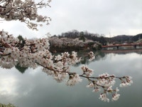 【上野公園の桜】アクセス・営業時間・料金情報 - じゃらんnet