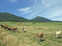 【ジャージー牛放牧】アクセス・営業時間・料金情報 - じゃらんnet