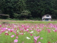 【清住コスモス畑】アクセス・営業時間・料金情報 - じゃらんnet