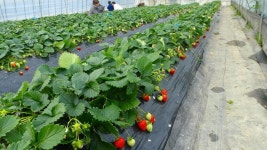 大和西大寺駅周辺の農業体験ランキングTOP2 - じゃらんnet