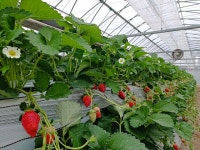 【いちご工房　ひらかた】予約・アクセス・割引クーポン - じゃらんnet