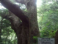 【立花山クスノキ原生林】アクセス・営業時間・料金情報 - じゃらんnet
