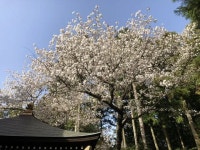 【呑山観音寺】アクセス・営業時間・料金情報 - じゃらんnet