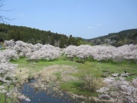 【安岐ダム桜まつり】アクセス・営業時間・料金情報 - じゃらんnet