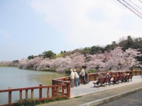 【五百淵公園の桜】アクセス・営業時間・料金情報 - じゃらんnet