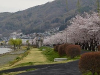 【諏訪湖畔の桜】アクセス・営業時間・料金情報 - じゃらんnet