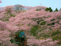 【【2021年中止】しばた桜まつり】アクセス・営業時間・料金情報 - じゃらんnet