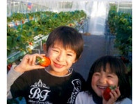 【岩村苺農園】予約・アクセス・割引クーポン - じゃらんnet