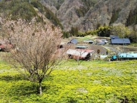 【伊奈川大野の福寿草】アクセス・営業時間・料金情報 - じゃらんnet