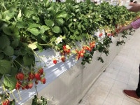 【村上いちご園】アクセス・営業時間・料金情報 - じゃらんnet