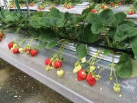 【いちご狩り】アクセス・営業時間・料金情報 - じゃらんnet