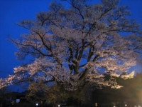【安富桜】アクセス・営業時間・料金情報 - じゃらんnet