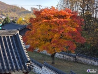 [김포 INSIGHT①] 로컬 컬러로 읽는 김포, 226개 시군 중 김포는 무엇이 다른가 < 사회 < 뉴스 < 기사본문 - KtN (K trendy NEWS) [김포... 