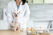 반려동물 Archives - 40 중 3 번째 페이지 - 코메디닷컴