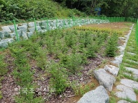 멸종위기 고유종 ‘구상나무’ 증식기반 구축한다 < 정부기관 < 정원·산림 < 기사본문 - Landscape Times 멸종위기 고유종 ‘구상나무’... 