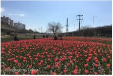 올 봄 낙동강 화명생태공원에 튤립 만개 < 경관일반 < 조경·경관 < 기사본문 - Landscape Times 올 봄 낙동강 화명생태공원에 튤립 만개