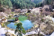 코로나19에도 봄은 찾아와…아침고요수목원 봄기운 물씬 야외 수목원 선봬 < 식물원 < 정원·산림 < 기사본문 - Landscape Times 코로나19에도... 