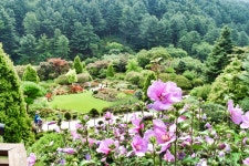 아침고요수목원, ‘우리 꽃 무궁화, 다시보기’ 주제 무궁화 전시회 개최 < 식물원 < 정원·산림 < 기사본문 - Landscape Times 아침고요수목원... 