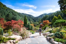 해안가 해국부터 육지 자생국화까지 아침고요수목원, 들국화 전시 < 식물원 < 정원·산림 < 기사본문 - Landscape Times 해안가 해국부터 육지... 