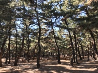 강릉 자연유산 송정 해송숲 개발압력에 사라지나…사업주 편... 자연유산 송정 해송숲 개발압력에 사라지나…사업주 편 들어준 강원도... 