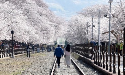 [포토뉴스] 진해 경화역의 벚꽃은 여전히 빛나더라 < 힐링 < 환경생태·문화 < 기사본문 - Landscape Times [포토뉴스] 진해 경화역의 벚꽃은... 