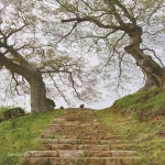 [조경시대] 들꽃을 보는 건 공짜인가? < 조경시대 < 오피니언 < 기사본문 - Landscape Times [조경시대] 들꽃을 보는 건 공짜인가?