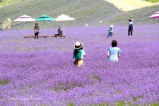 칠보산 수놓은 보랏빛 라벤더...‘정읍허브원’ 내달 25일까지... 칠보산 수놓은 보랏빛 라벤더...‘정읍허브원’ 내달 25일까지 축제 운영