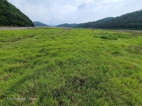 경남 사천 광포만 국내 최대 갯잔디 군락지로 보존된다 < 조경일반... Landscape Times 경남 사천 광포만 국내 최대 갯잔디 군락지로 보존된다