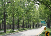 산림청, 가로수 조성·관리 교육 확대 < 조경일반 < 조경·경관 < 기사본문 - Landscape Times 산림청, 가로수 조성·관리 교육 확대