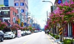 수원을 붉게 물들인 ‘배롱나무 명품 특화거리’ < 조경일반 < 조경·경관 < 기사본문 - Landscape Times 수원을 붉게 물들인 ‘배롱나무 명품... 