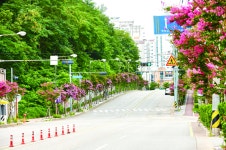 수원을 붉게 물들인 ‘배롱나무 명품 특화거리’ < 조경일반 < 조경·경관 < 기사본문 - Landscape Times 수원을 붉게 물들인 ‘배롱나무 명품... 