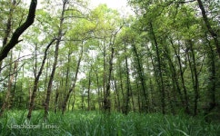 순천 와룡 산지습지 30번째 ‘습지보호지역’ 지정 < 자연환경... Landscape Times 순천 와룡 산지습지 30번째 ‘습지보호지역’ 지정