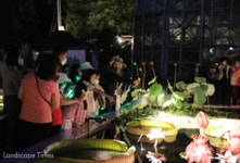 국립수목원, 열대 수련 전시회 개최 < 식물원 < 정원·산림 < 기사본문 - Landscape Times 국립수목원, 열대 수련 전시회 개최