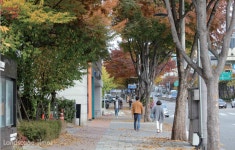 아름다운 가로수길을 소개합니다 - 서울시 1편 < 조경일반 < 조경... 기사본문 - Landscape Times 아름다운 가로수길을 소개합니다 - 서울시 1편