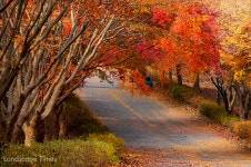 아름다운 가로수길을 소개합니다 – 충청남도 편 < 조경수 < 조경... Landscape Times 아름다운 가로수길을 소개합니다 – 충청남도 편