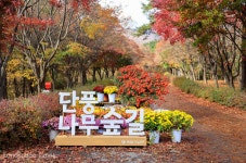 아름다운 가로수길을 소개합니다 – 충청남도 편 < 조경수 < 조경... Landscape Times 아름다운 가로수길을 소개합니다 – 충청남도 편