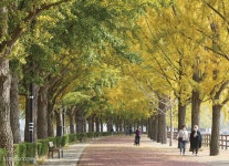 아름다운 가로수길을 소개합니다 – 충청남도 편 < 조경수 < 조경... Landscape Times 아름다운 가로수길을 소개합니다 – 충청남도 편