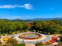 가을꽃 국화 향기, 내 마음 속에 저장!...강원도립화목원 국화축제 < 가든쇼 < 정원·산림 < 기사본문 - Landscape Times 가을꽃 국화 향기, 내... 