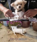 삼시세끼 밍키, 목욕 후 땅 파고 놀아 폭소 < 예능 < 방송 < 기사본문 - 라이브엔 삼시세끼 밍키, 목욕 후 땅 파고 놀아 폭소 - 라이브엔
