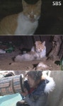 TV 동물농장 사체 지키는 망부석 고양이 < 예능 < 방송 < 기사본문 - 라이브엔 TV 동물농장 사체 지키는 망부석 고양이 - 라이브엔