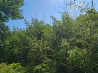 경매마당 공매정보 2024-06227-001의 시세, 권리분석, 상세정보