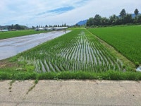 경매마당 공매정보 2024-06517-001의 시세, 권리분석, 상세정보